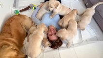 Golden Retriever Dad Meets His 11 Puppies