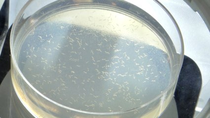 Japanese biotech firm uses roundworms in early screening for pancreatic cancer