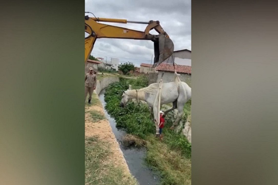 Em Pombal, cavalo cai dentro de canal e bombeiros recebem ajuda de retroescavadeira para resgate