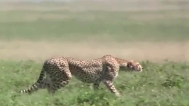 WORLD’S FASTEST ANIMALS FAIL! Grant’s Gazzele Take Down Cheetah With Horns, Lion Hunt Imapala Fail
