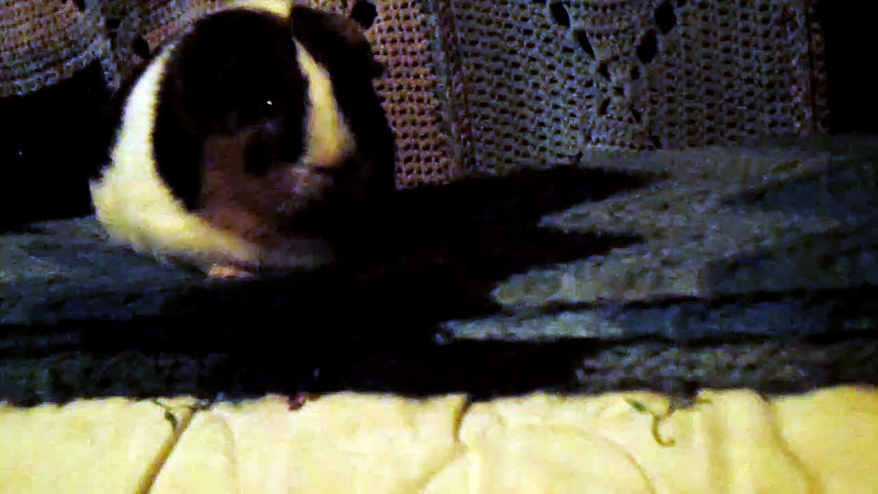 CAVIA PORCELLUS CLOVER 102_8680