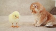 Kittens walk with a tiny chicken