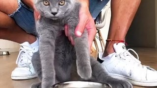 This Cute Cats can Cure Your Depresion  Cute Animals Compilation