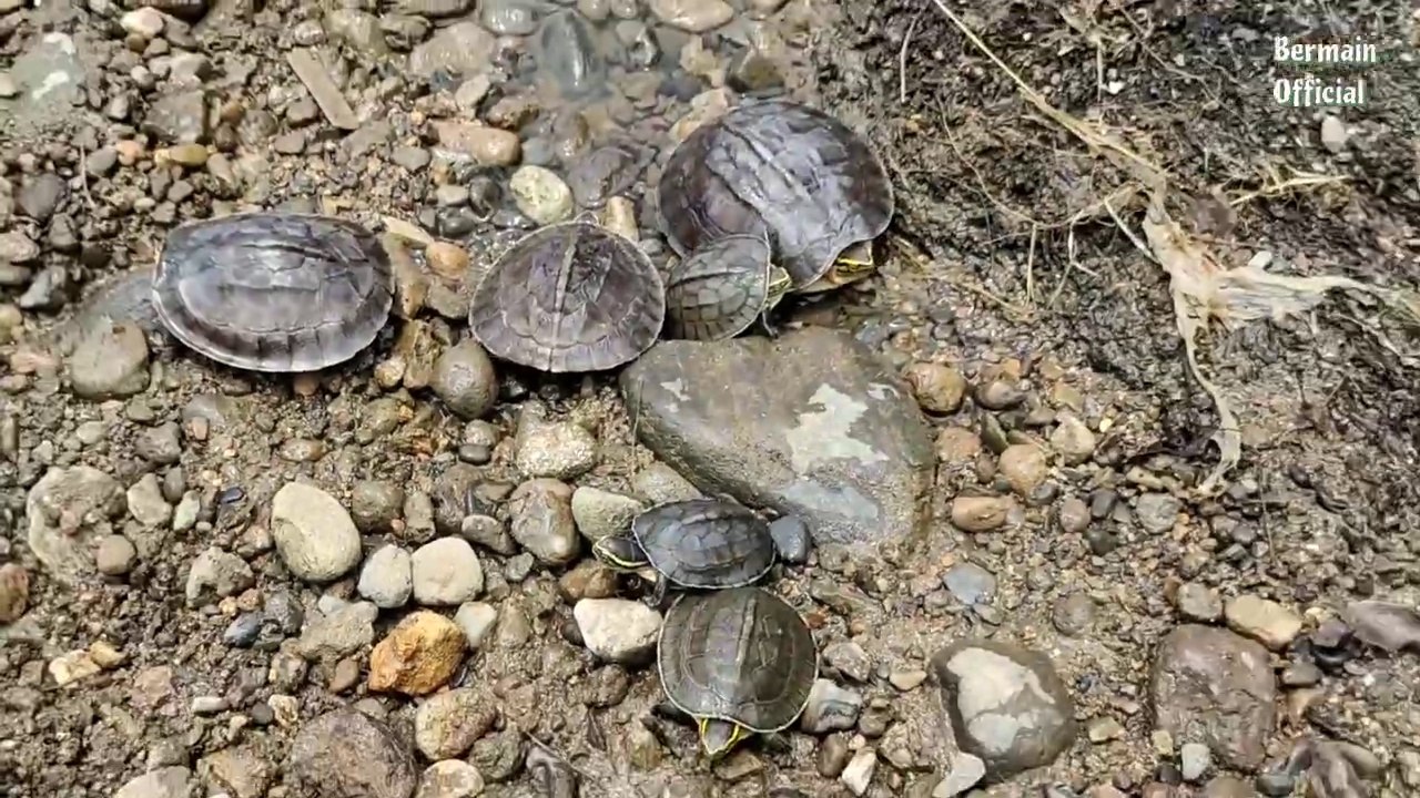 Find lots of ornamental fish, betta fish, real lobsters, turtles, koi fish, goldfish, sharks, whales