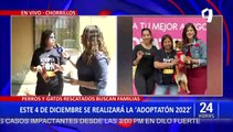 Adoptatón 2022: perritos y gatitos rescatados esperan encontrar un hogar este domingo 4