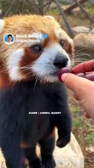 Dear Puppy   | Ram Shorts   #ramshorts #shorts