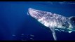 Hewan Laut Paling Besar Dan Menakjubkan Di Dunia |  The Biggest And Amazing Sea Animals In The World