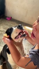 Dog Steals Girl's Biscuit