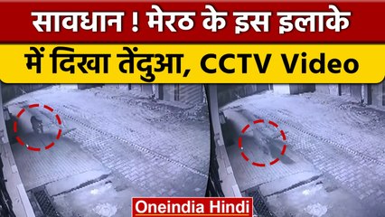 Meerut में एक बार फिर सड़कों पर टहलता दिखा Leopard, घरों में कैद हुए लोग | वनइंडिया हिंदी | #Shorts