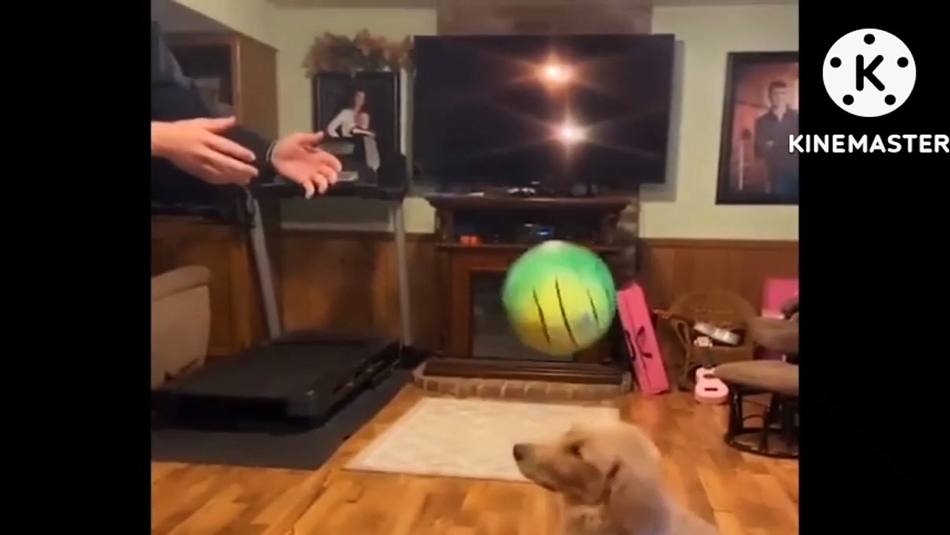 Funny videos comedy videos laughing videos