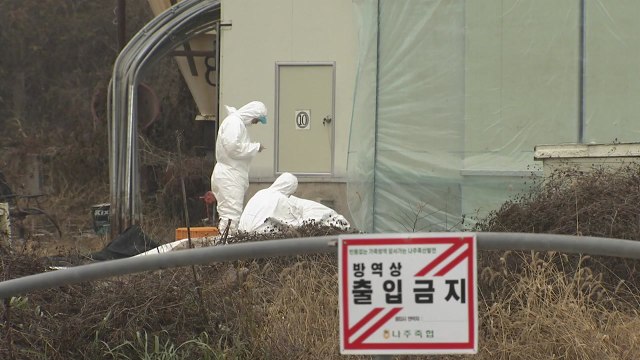 전남 나주 오리농장서 또 AI 항원 검출 / YTN