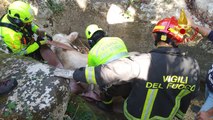 Modica (RG) - Mucca precipita in un burrone, salvata dai Vigili del Fuoco (03.12.22)