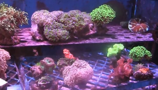 Pesci tropicali e coralli importati illegalmente da Indonesia: sequestro all'aeroporto di Fiumicino (03.12.22)