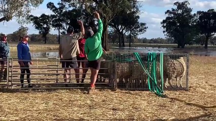 Neighbourly spirit helps Murray Brown save sheep from floods