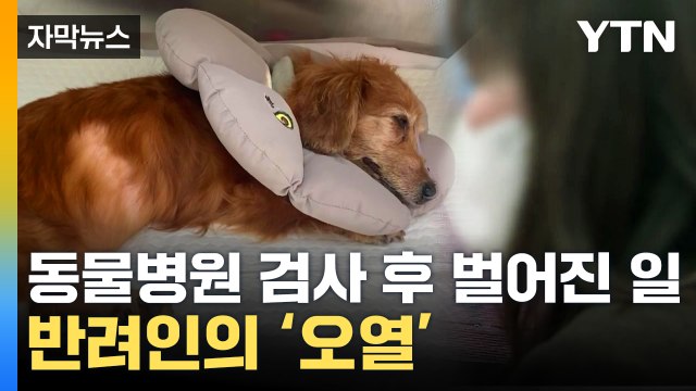 [자막뉴스] 이럴 줄 알았으면 안 해 ...동물병원 방문 후 세상 떠난 반려견 / YTN