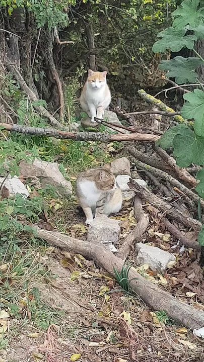 Cats waiting something