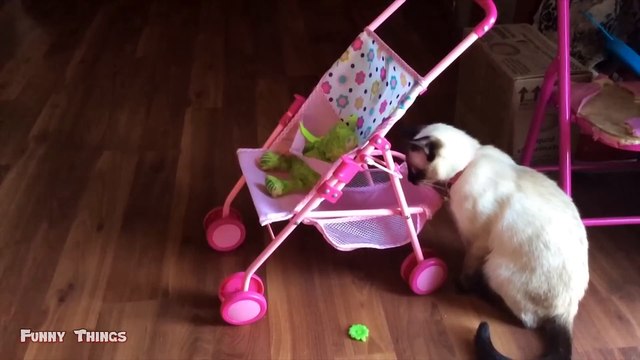 Kucing Lucu Banget Bikin Ngakak 28 Kucing dan Anjing Kucing Lucu Imut