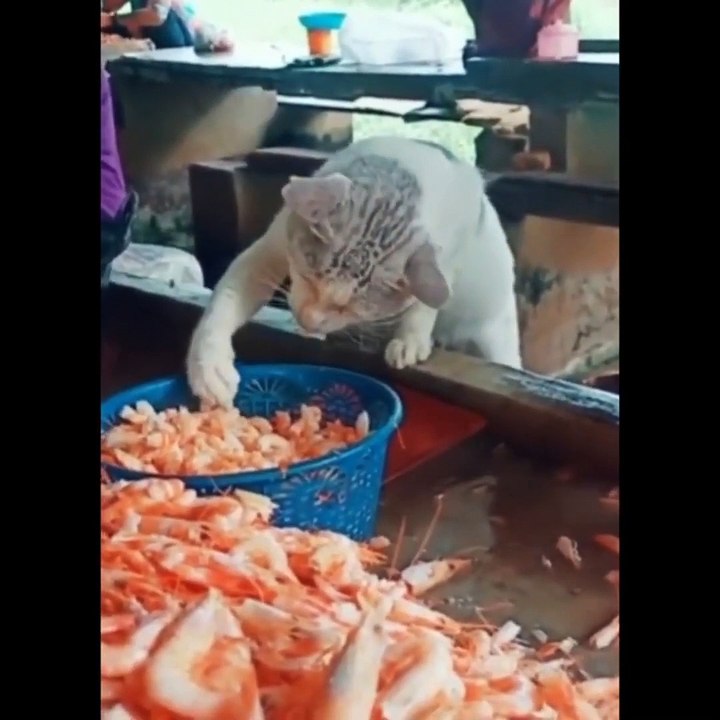 KUCING LUCU MERESAHKAN 8