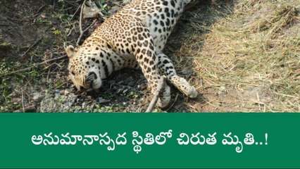 దేవరకద్ర: నేషనల్ హైవే పక్కన చిరుతపులి మృతి..