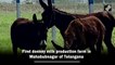 First Donkey milk production farm opened in Mahabubnagar of Telangana