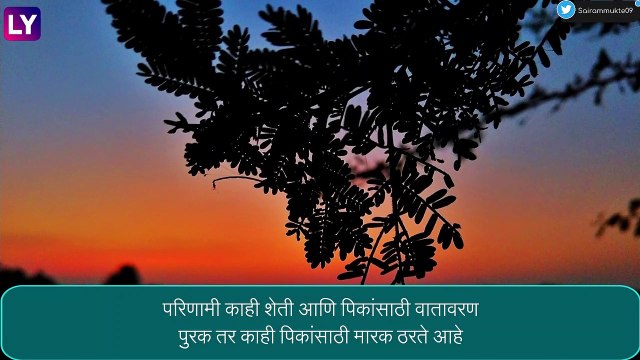 Maharashtra Weather Report: राज्यात थंडी वाढली, काही ठिकाणी शेकोट्या पेटल्या आहेत तर काही ठिकाणी ढगाळ वातावरण