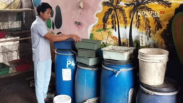 Pemuda Sukses Hasilkan Jutaan Rupiah Dari Budidaya Ulat Maggot