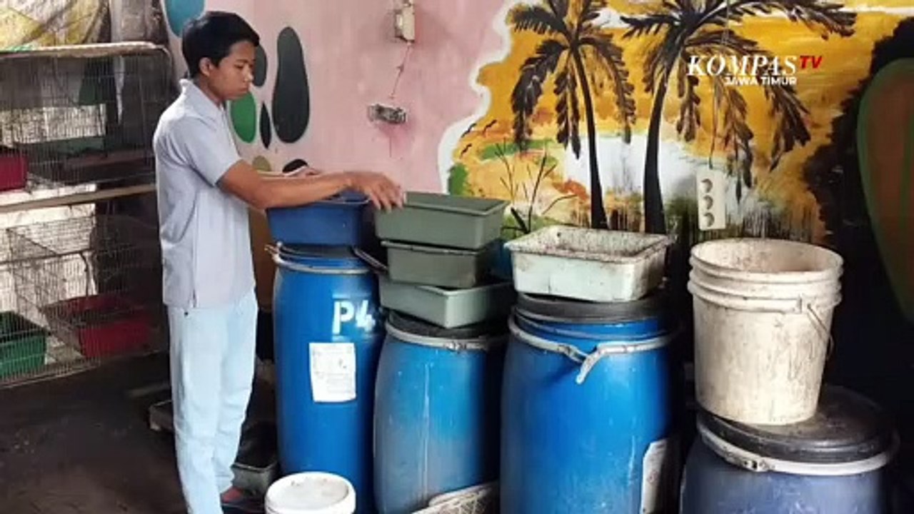 Pemuda Sukses Hasilkan Jutaan Rupiah Dari Budidaya Ulat Maggot