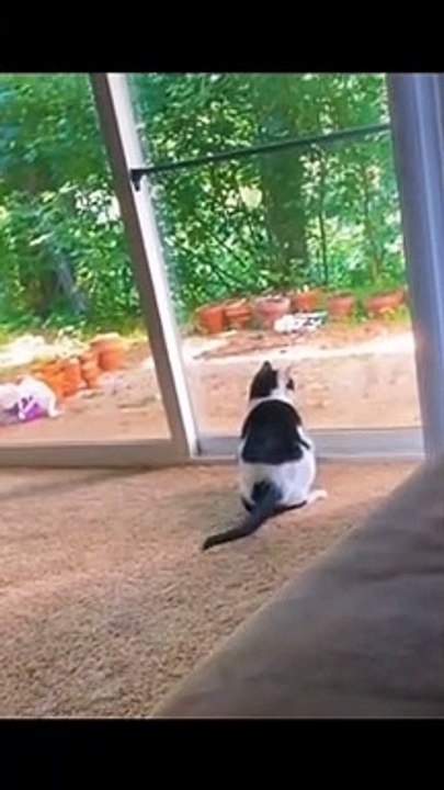 Cat Funny Moment ep.1