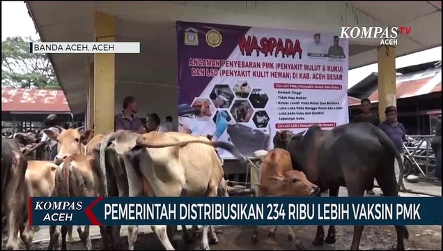 130 Ribu Lebih Dosis Vaksin PMK Sudah diberikan ke Hewan Ternak