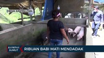 Ribuan Babi di Medan dan Deli Serdang Mati Mendadak