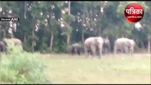 असम : ग्वालपारा में 40 जंगली हाथियों ने फसल को पहुंचाया नुकसान, लोगों का किया पीछा
