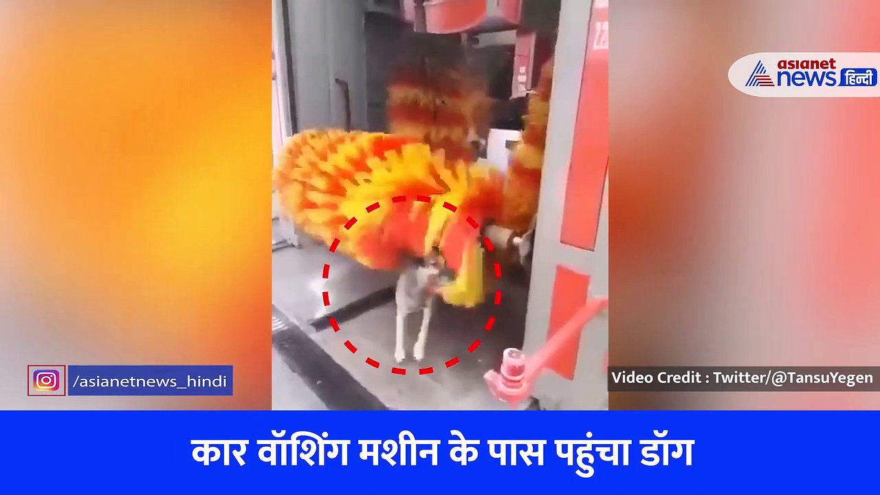 इस डॉग की चतुराई देखकर आ जाएगा मजा, देखें वायरल वीडियो