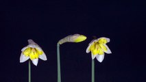 Daffodils blooming video