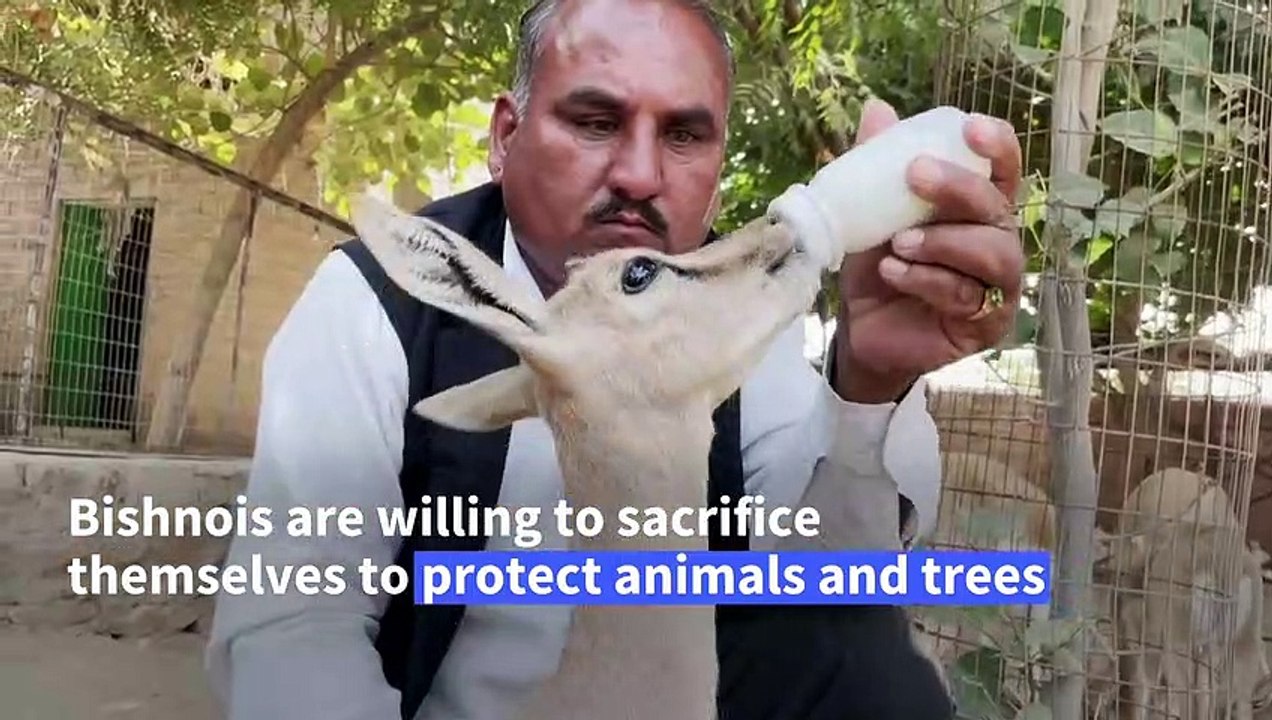 India's Bishnois, the original eco-warriors