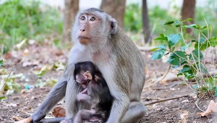 Ah no...Young Mommy Doesn't Know Well How To Cary And Hold Her Baby Yet