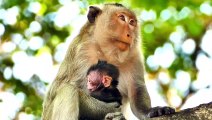 Amazing Newborn Monkey...Little Newborn Baby Just Shaking His Body In Mommy's Hands