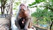 Cute Newborn....Old Monkey Mother ARINA Giving Best Breastfeed To Her Newest Baby