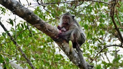 Few Minutes old Newborn....Old Mama ARINA Just Given Birth Right Now