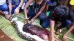 Woman swallowed by Python _ Python swallows woman in Indonesia _ Anaconda swal