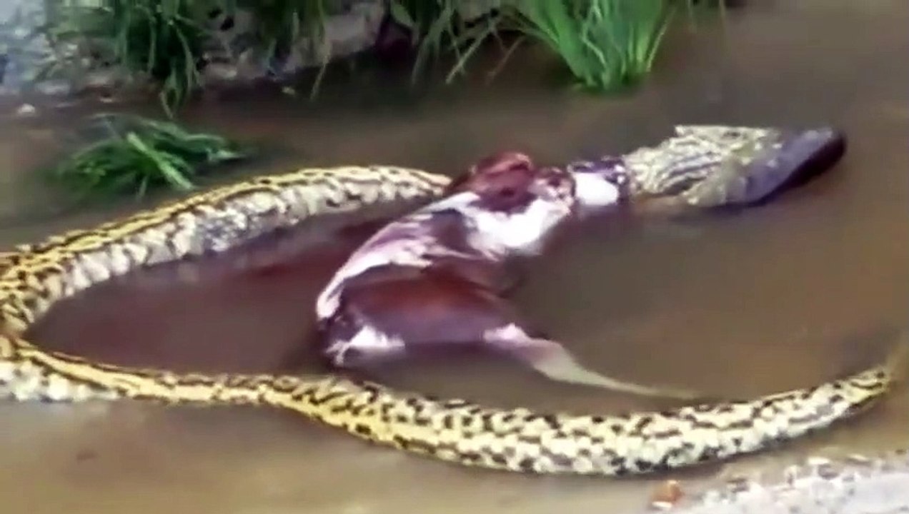 HEBOH ANACONDA TEREKAM MEMUNTAHKAN MANGSANYA_HIGH