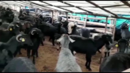 Osmaniyeli Küçükbaş Hayvan Üreticisi Osman Sarı: "Geçen Seneye Kadar İdare Ediyorduk. Ama Bundan Sonra Bırakmak Zorunda Kalacağız"