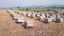 100 से अधिक लोग कर रहे मधुमक्खी पालन के बॉक्स लगाकर कच्चे शहद का संग्रहण