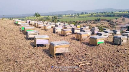 100 से अधिक लोग कर रहे मधुमक्खी पालन के बॉक्स लगाकर कच्चे शहद का संग्रहण