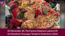 Lakshmi, Elephant Of Sri Manakula Vinayagar Temple Dies; Several Gather To Pay Last Respects In Puducherry