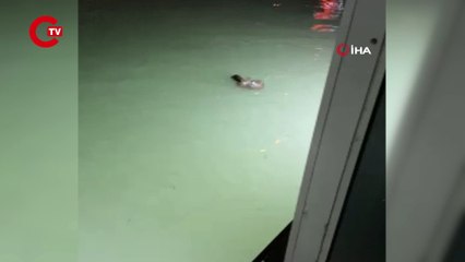 Su samurlarının balık kavgası kameraya yansıdı