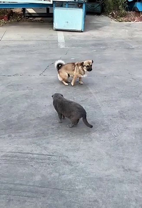 Funny Video