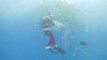 Papa Noel se pone las aletas y se adentra en un acuario de Japón