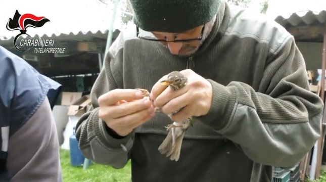 Traffico illecito di uccelli da richiamo, 6 denunce (01.12.22)