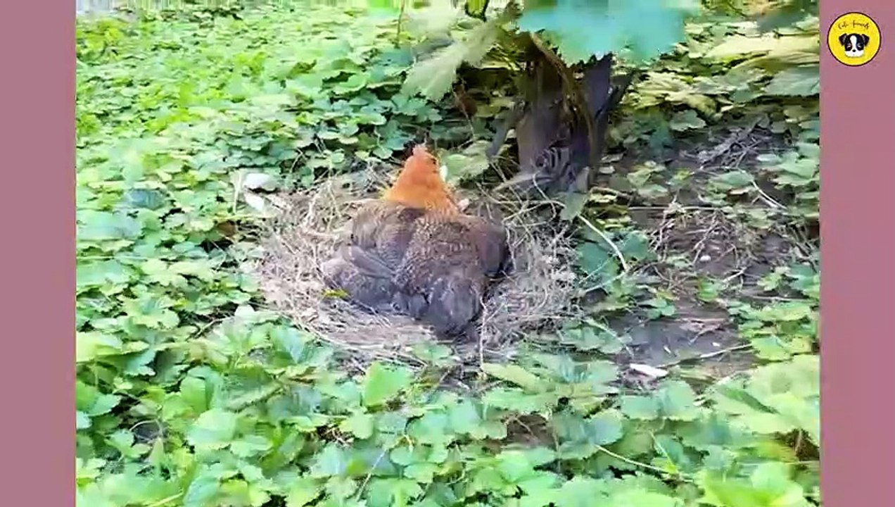 Funny Dog And Cat  Funniest Animals @72_HIGH