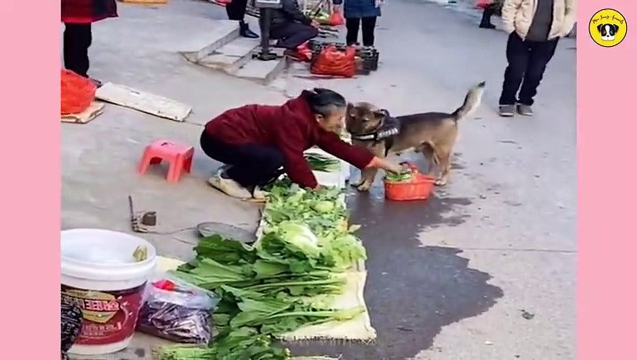 Funny Dog And Cat  Funniest Animals @77_HIGH